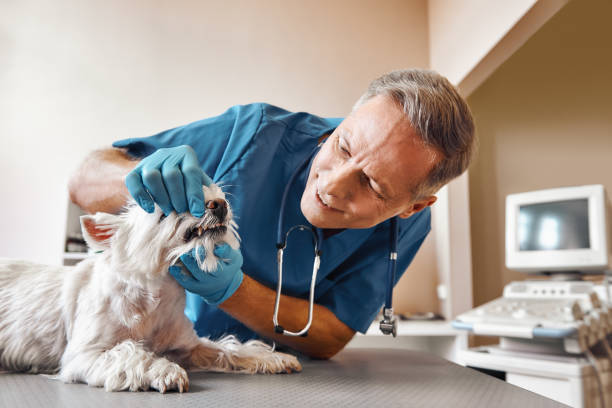 Best 24-Hour Emergency Dentist in Eclectic, AL